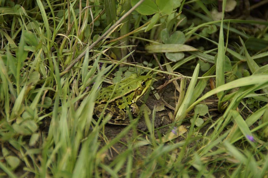 frog, tree frog, grass, meadow, green, amphibian, small, animal HD wallpaper