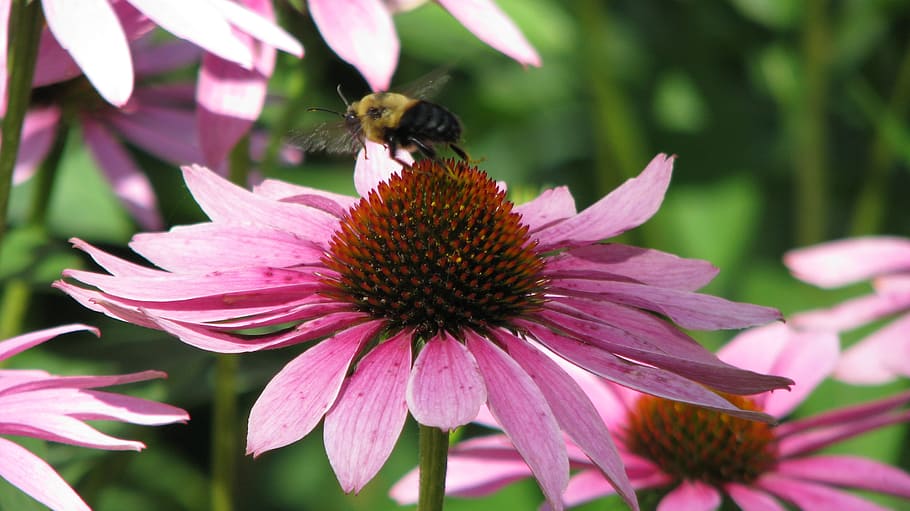 bee, flower, echinacea, pollination, beauty, nature, summer HD wallpaper