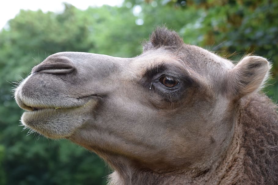 Camel, Animals, Head, Zoo, Nature, Mount, face, one animal HD wallpaper