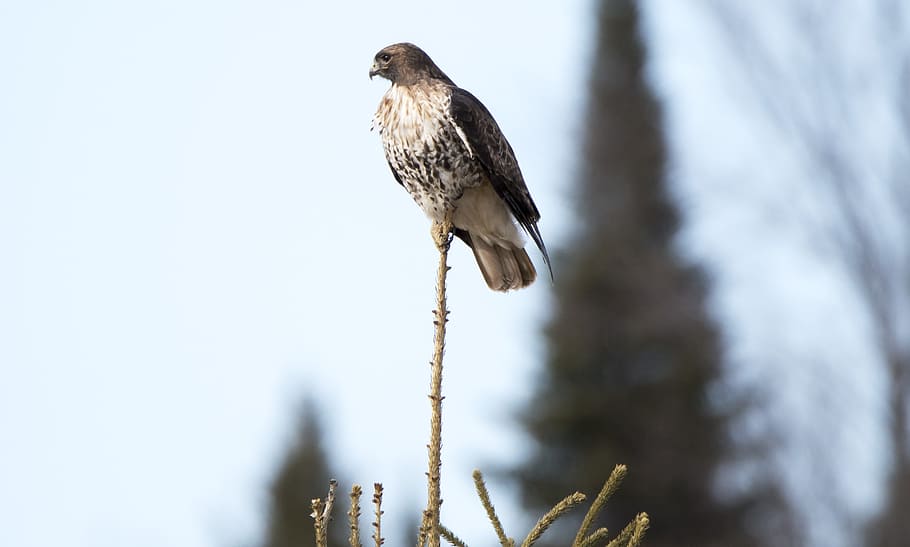 hawk, bird, red, tail, feather, tree, top, wildlife, prey, animal HD wallpaper