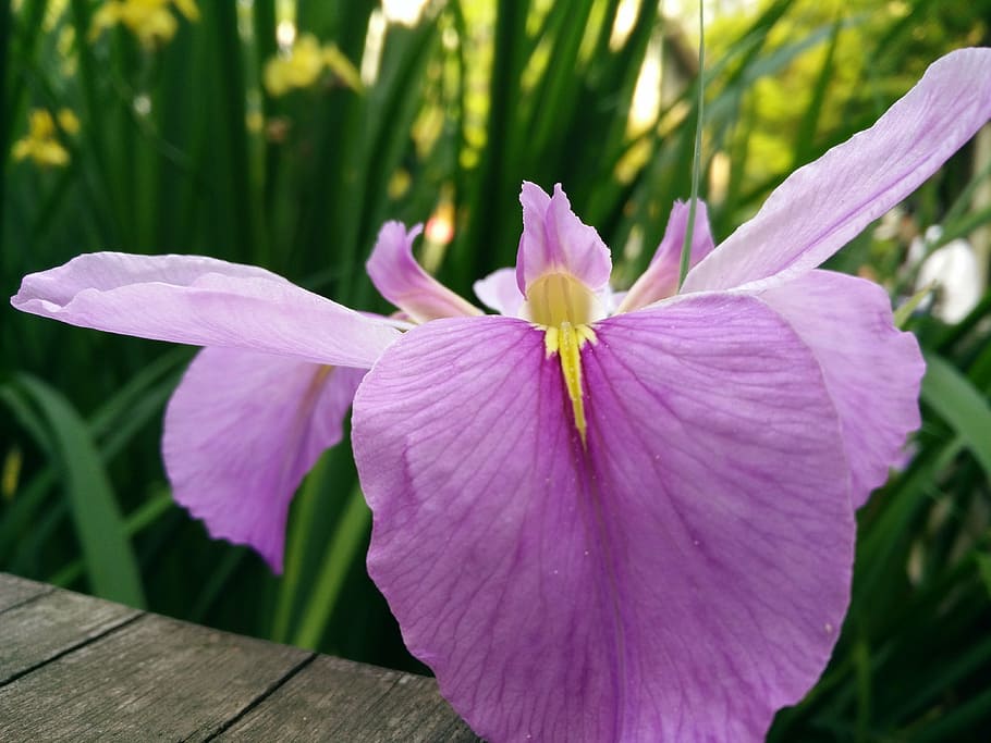 natural, plant, iris, flower, flowering plant, freshness, petal HD wallpaper