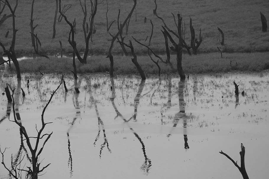 black, white, marsh, design, black and white, pattern, black and white background HD wallpaper