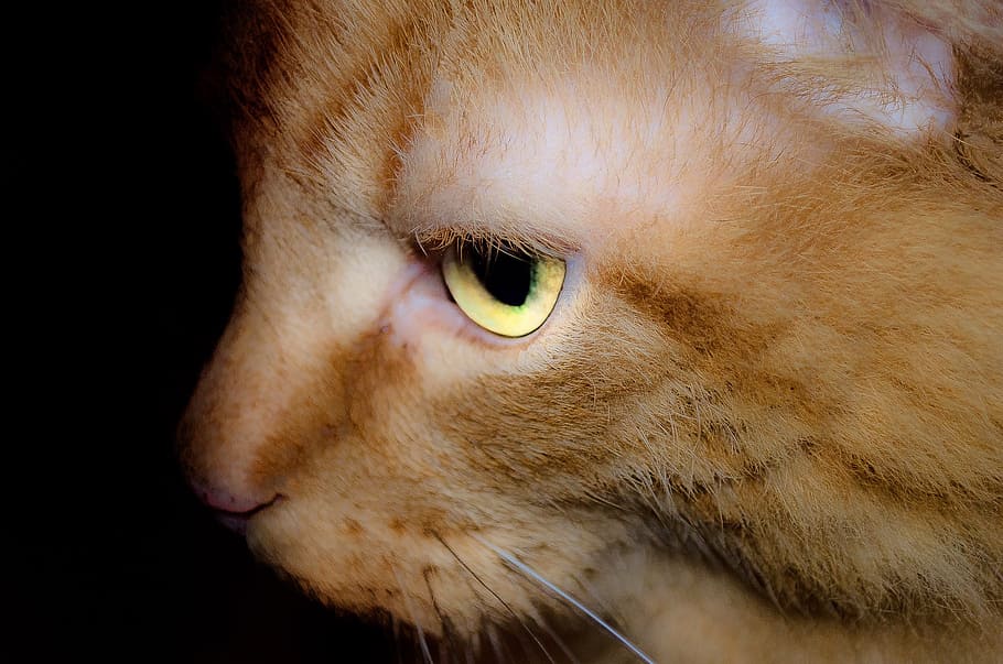 cat, background, animal, pet, domestic, macro, domesticated HD wallpaper