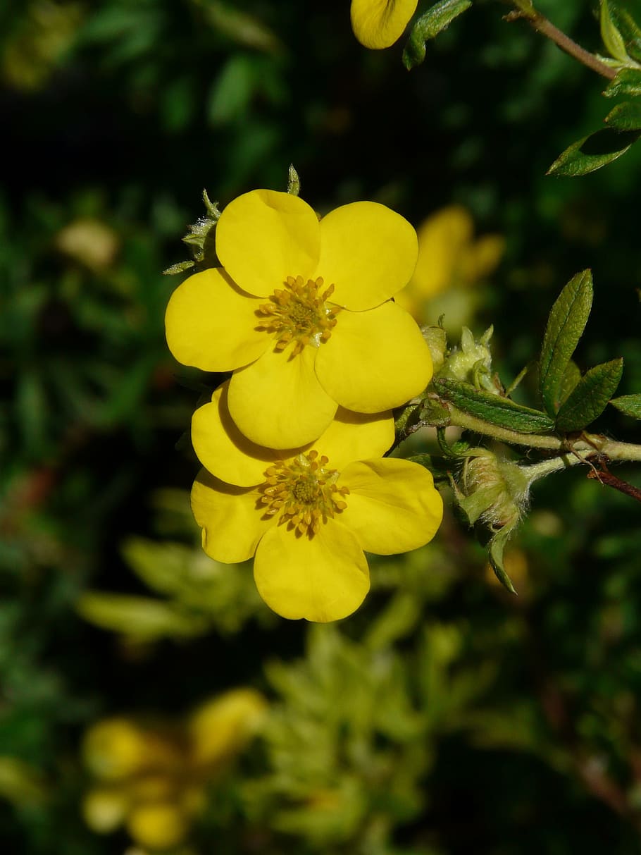 finger shrub, flowers, yellow, bush, dasiphora fruticosa, hedge, HD wallpaper