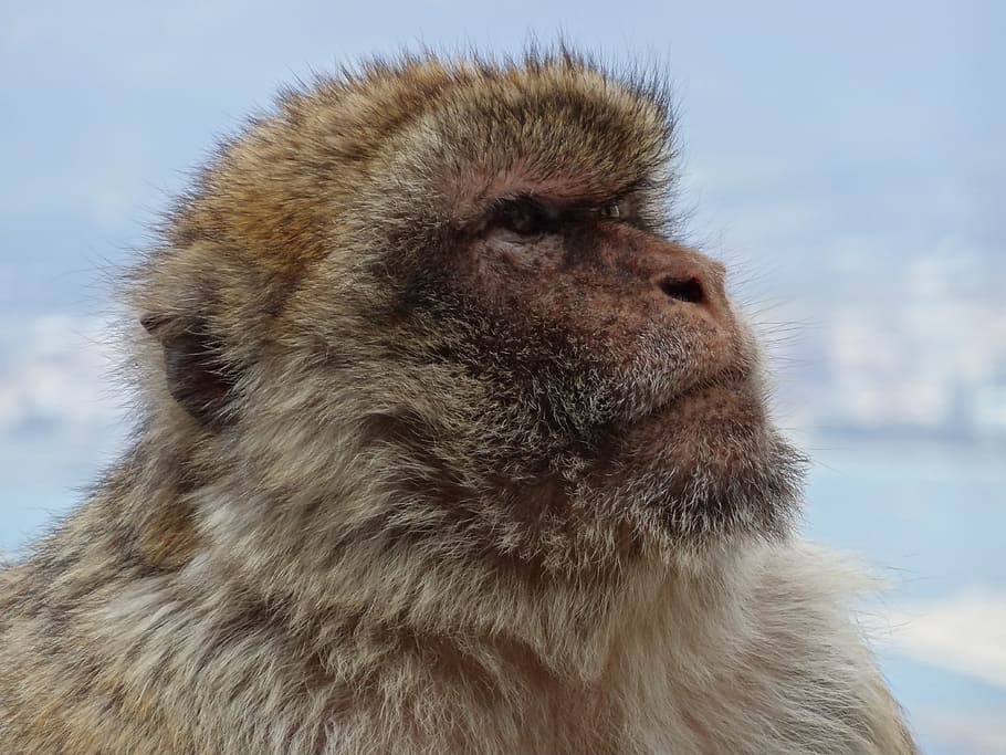 shallow photo of monkey, barbary ape, gibraltar, monkey mountain HD wallpaper