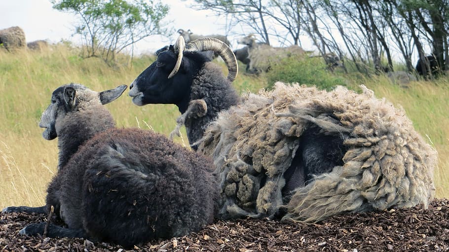 Goats, Mutton, Sheep, Blocks, Pasture, animals, wool, breeding HD wallpaper
