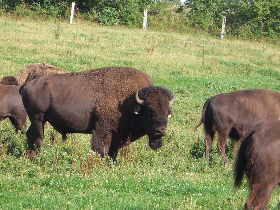 bison, flock, beef, cattle, steak, wild, america, breeding HD wallpaper