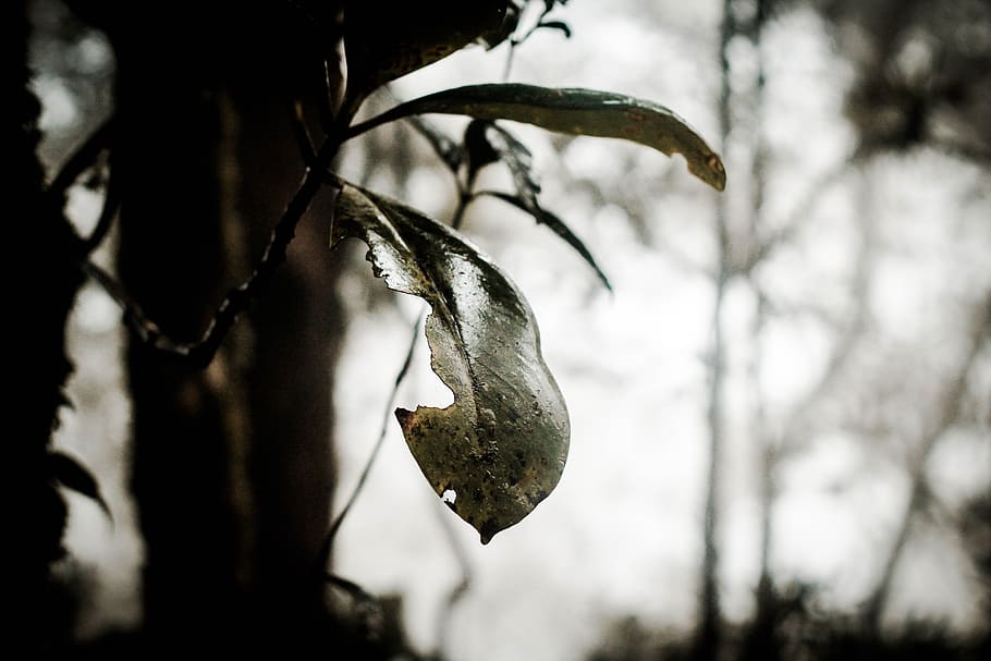 woods, leaf, forest, nature, tree, green, leaves, natural, plant HD wallpaper