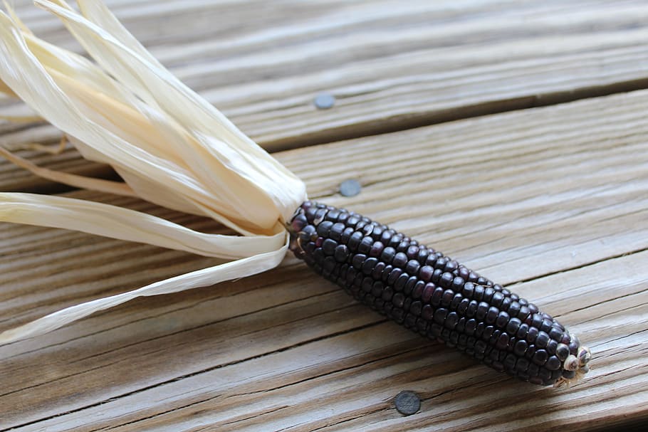 corn, glass corn, maize, color, grain, black, purple, cob, ear, HD wallpaper