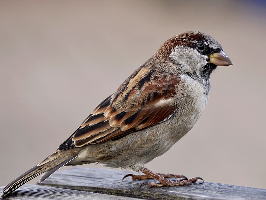 brown sparrow, bird, sparrows, nature, animal, sperling, feather, HD wallpaper