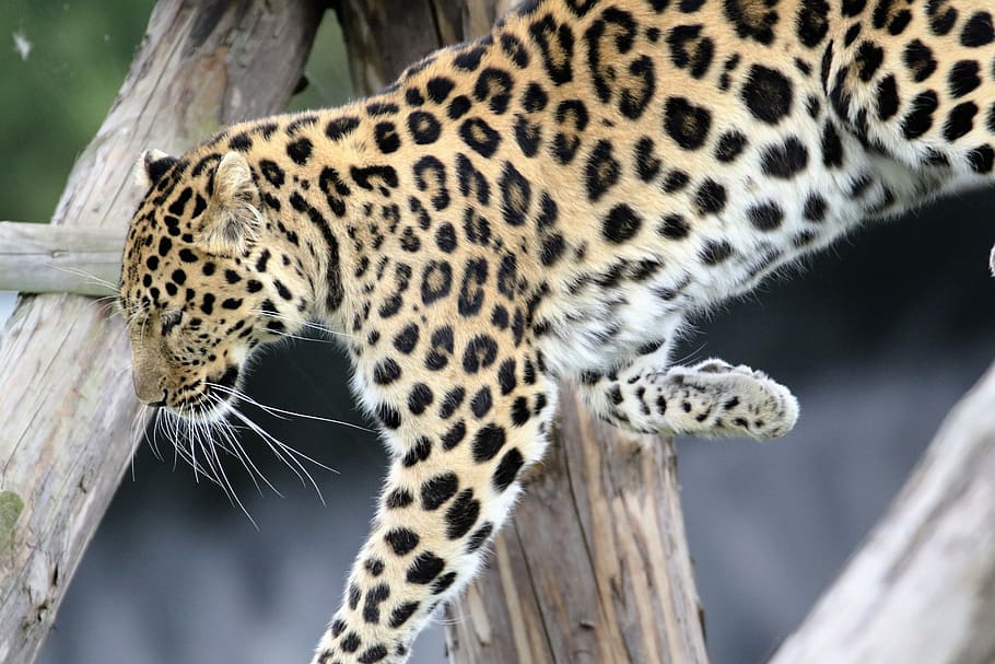 brown leopard, spotted, cat, nature, outdoors, wildlife, animal HD wallpaper