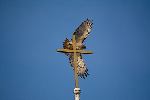 Hawk, Cross, Flight, Freedom, Wings, christ, church, christian HD wallpaper