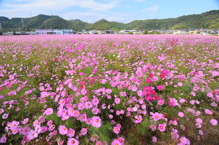 cosmos, field, autumn, flower, flowering plant, beauty in nature HD wallpaper