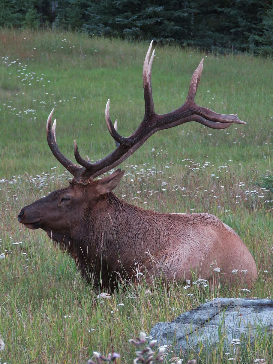Canada, Nature, Animals, Deer, Wapiti, alberta, jasper, antler, HD wallpaper