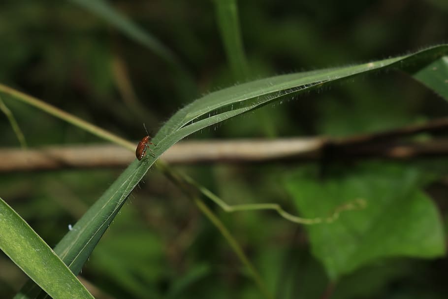 beetle, green leaf, neck, invertebrate, insect, green color HD wallpaper