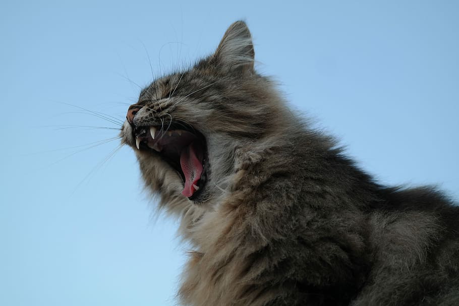 cat, yawn, pet, predator, tooth, tongue, animal, animal themes HD wallpaper