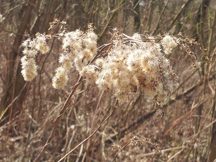 dry grass, spring, straws, plant, focus on foreground, day HD wallpaper
