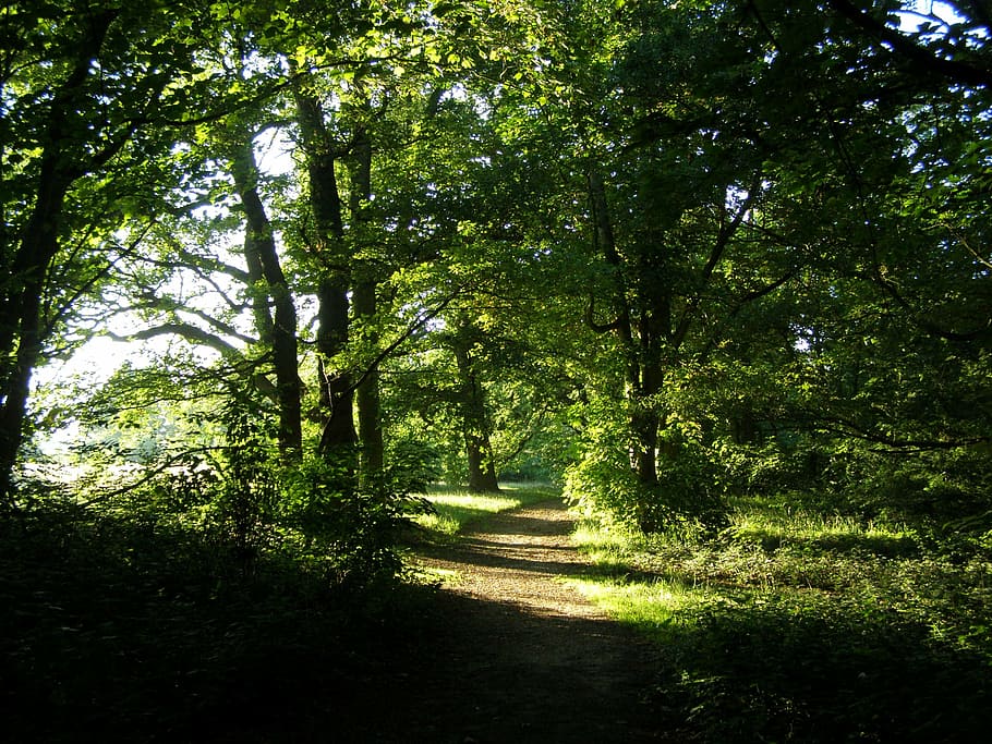 forest, path, landscape, woods, outdoor, plant, tree, growth HD wallpaper