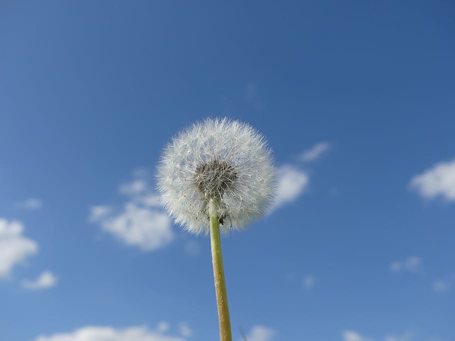 Dandelion, Sky, flower, fragility, nature, blue, growth, flowering plant HD wallpaper