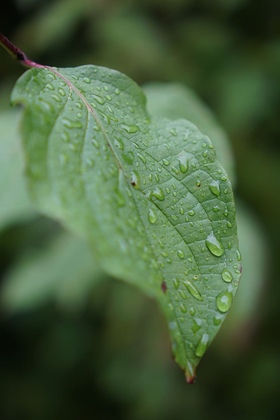 leaf, water, drip, rain, sheet in the water, green, plant, nature HD wallpaper