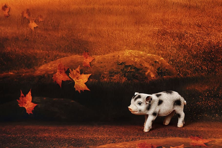 Piglet, Forest, Sweet, Cute, funny, animal, nature, no People HD wallpaper