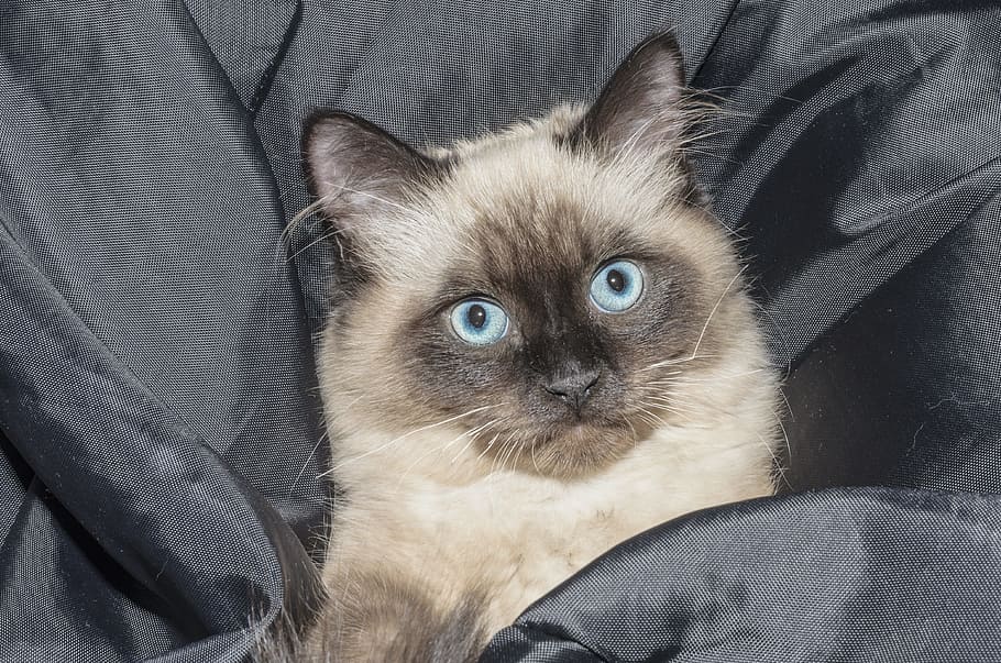 Siamese cat, kitten, pets, tabby kitten, is watching, lie, my favorite HD wallpaper