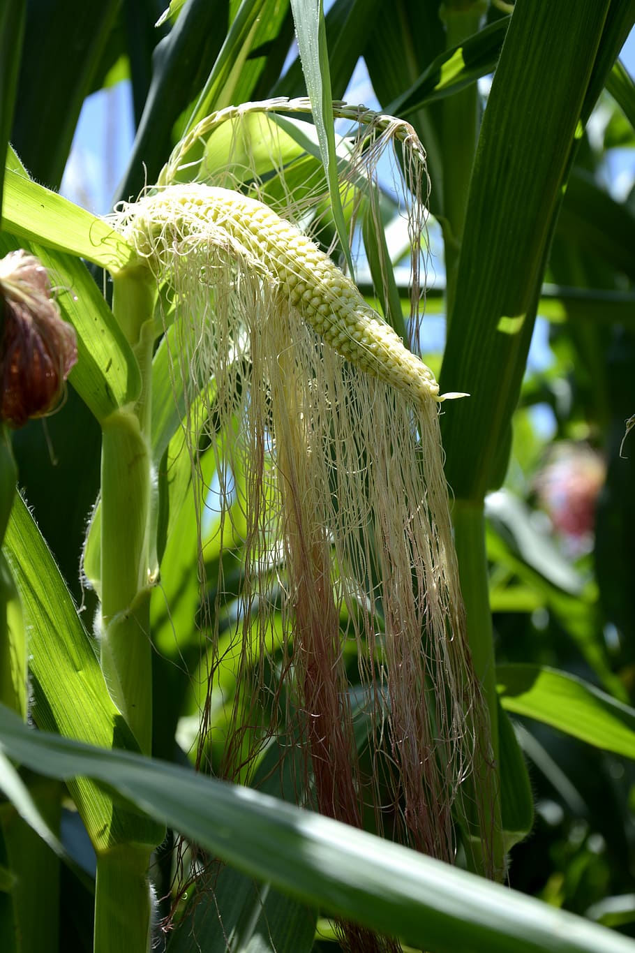 corn, green corn, transgenic maize, cornfield, plant, green color HD wallpaper