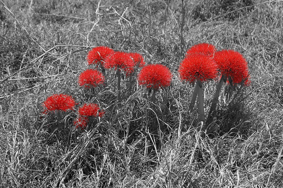 flower, red, nature, bloom, tropical, summer, plant, no people HD wallpaper
