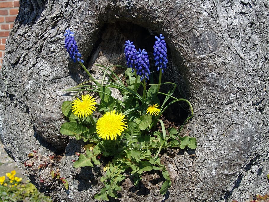 tree, flowers, blossom, bloom, spring, plant, close, nature HD wallpaper