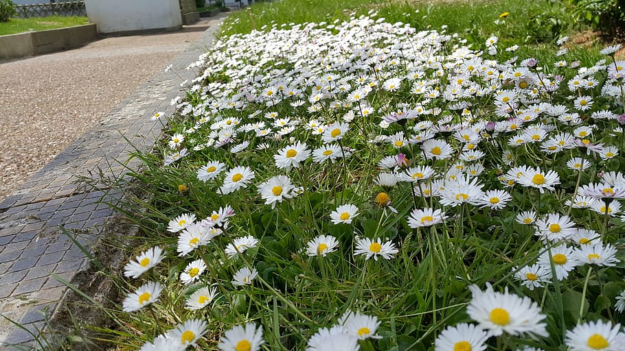daisies, border, spring, flowering plant, freshness, growth HD wallpaper