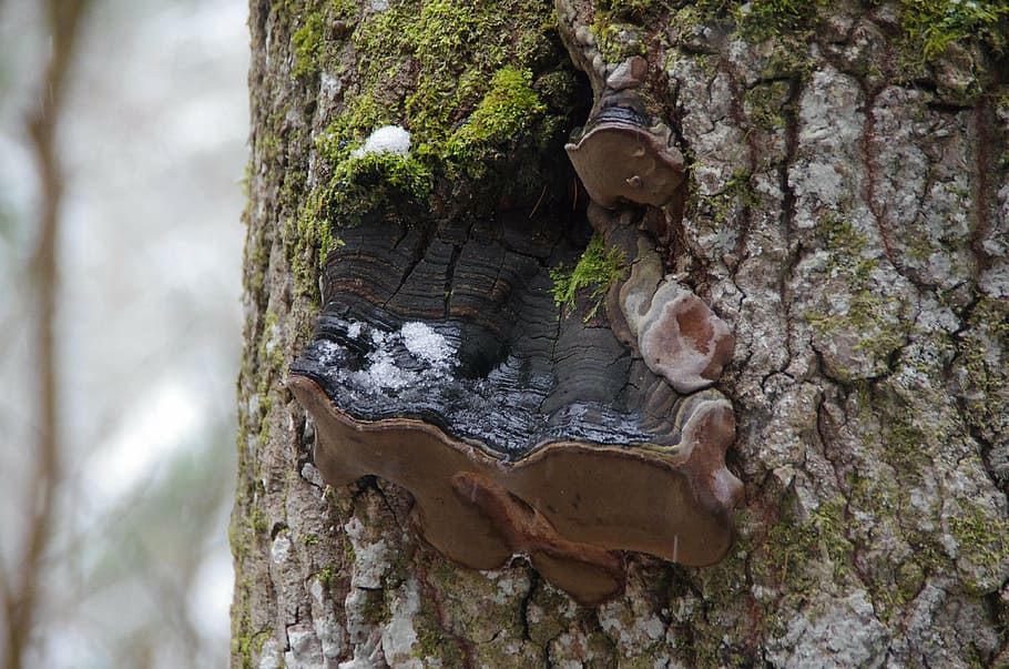 tree mushroom, forest, nature, ecology, estonia, lahemaa national park HD wallpaper