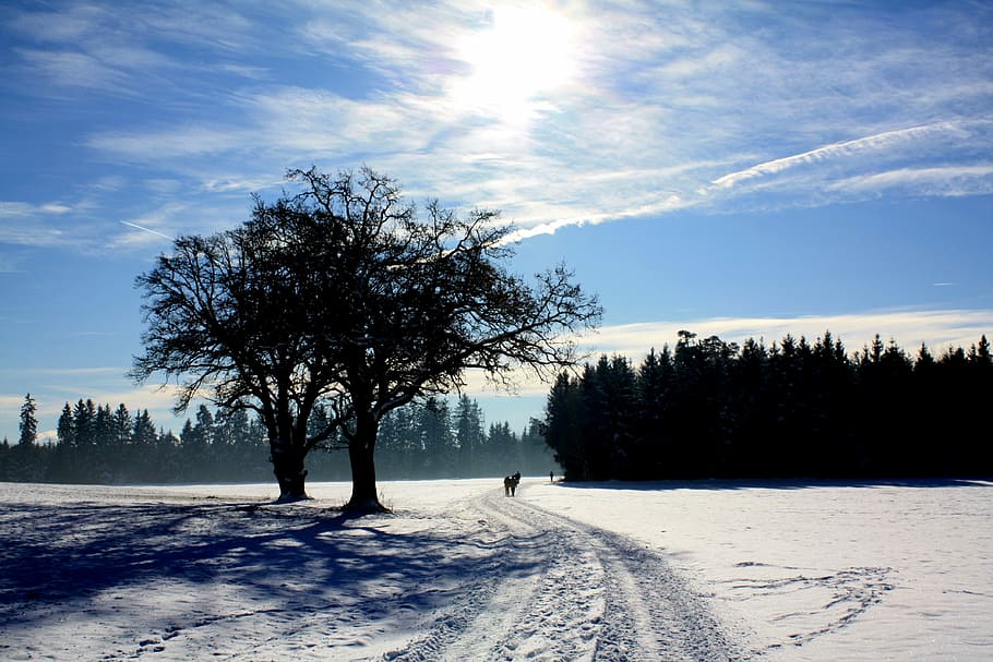 tree, winter, snow, nature, landscape, frost, cold, frozen HD wallpaper