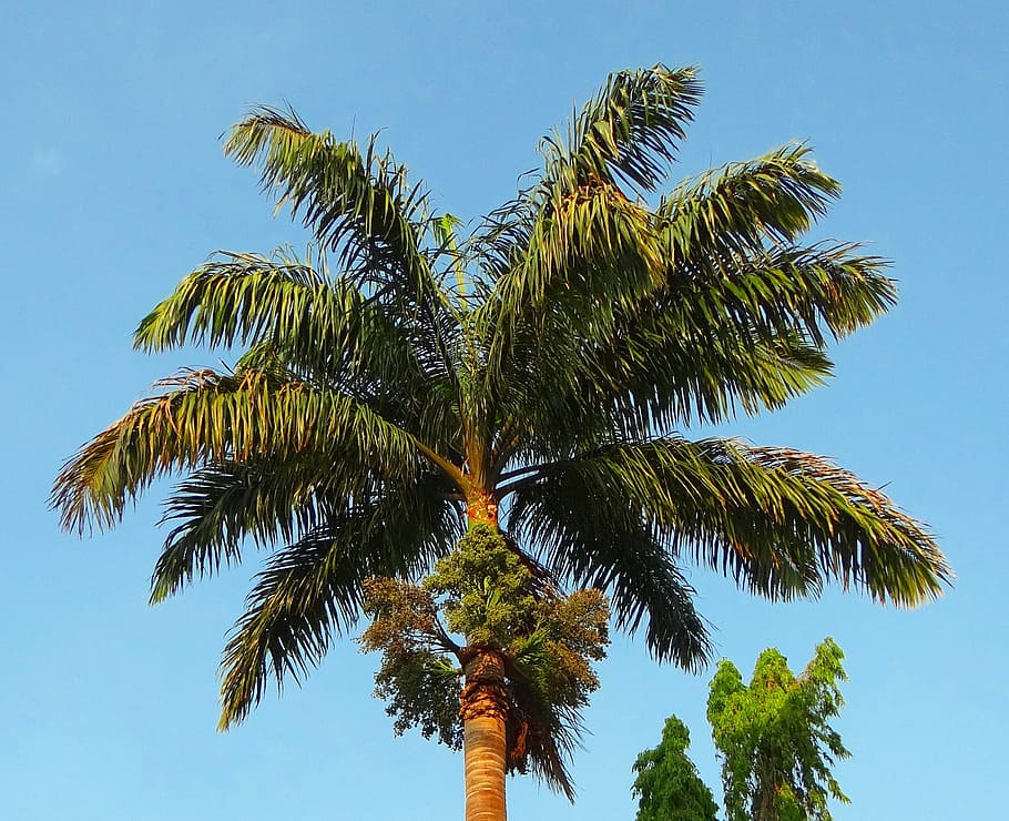 royal palm, roystonea regia, arecaceae, tree, kittur, belgaum, HD wallpaper