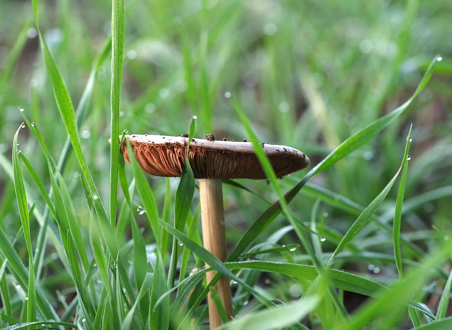mushroom, grasshopper, plaques, meadow, single, white, rosa HD wallpaper