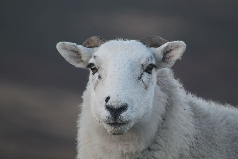 animal, sheep, farm, agriculture, livestock, mammal, nature HD wallpaper