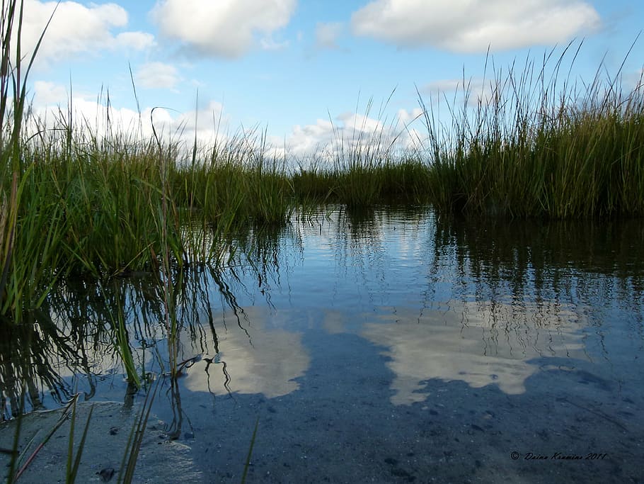 water, marsh, grass, weeds, saltwater, nature, bog, swamp, reflection HD wallpaper
