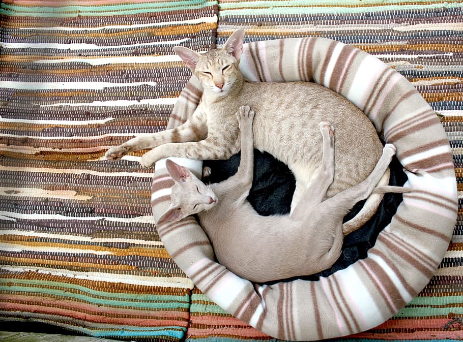 two lying cats on stripe bed wallpaper, kitten, siamese cat, cozy, HD wallpaper