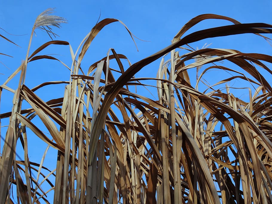reed, nature, sky, no people, day, plant, blue, clear sky, low angle view HD wallpaper