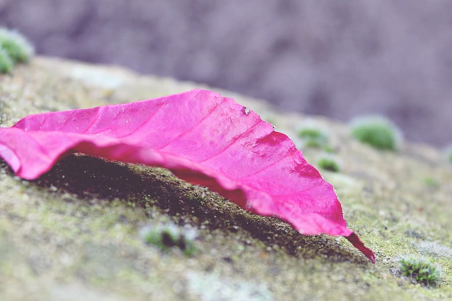 leaf, red, moss, stone, ground, close up, autumn, nature, red leaf HD wallpaper