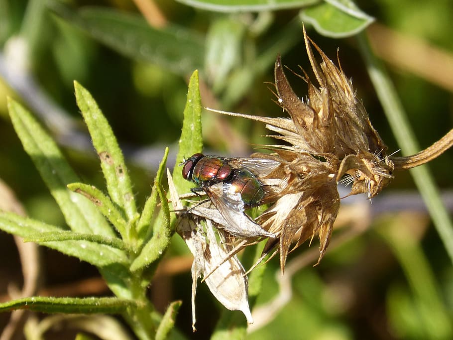 selective focus photography of bottlefly perching on green leaf HD wallpaper