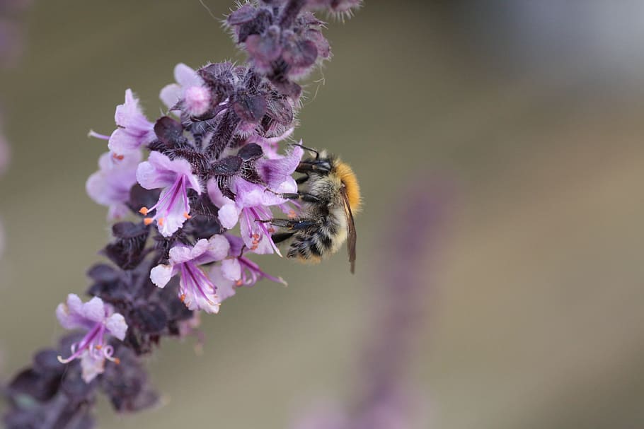 basil, wild bee, nectar, blossom, bloom, nature, summer, insect HD wallpaper