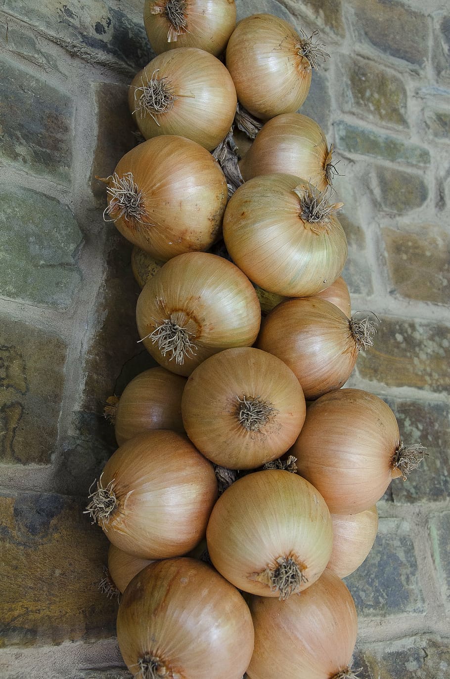 onions, wall, abstract, texture, food, vegetable, food and drink HD wallpaper