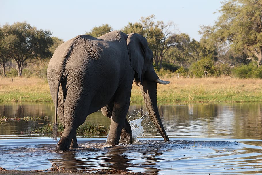 elephant, bush, botswana, water, animal themes, animal wildlife HD wallpaper