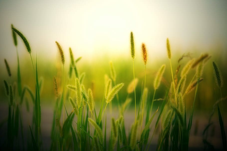 green leafed photo, field, summer, cereals, grass, growth, nature HD wallpaper