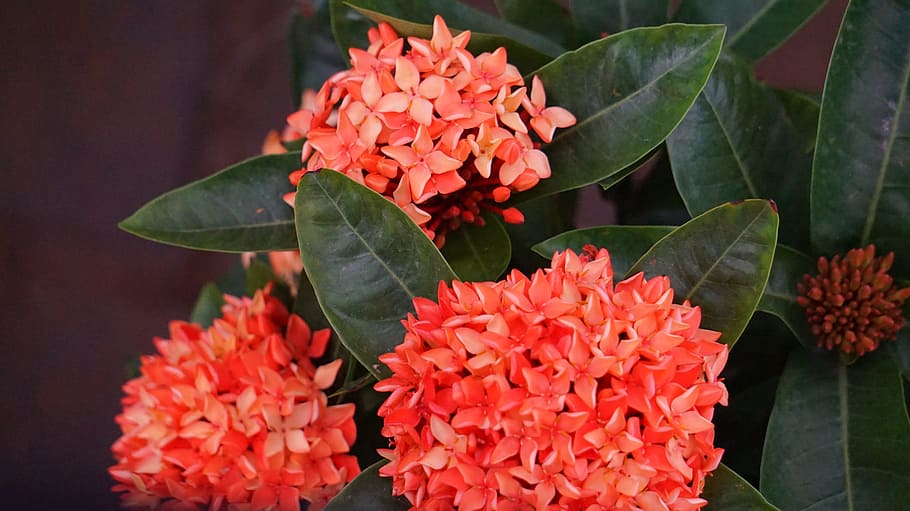 Hydrangea, Intensive, red flowers, freshness, fragility, leaf HD wallpaper