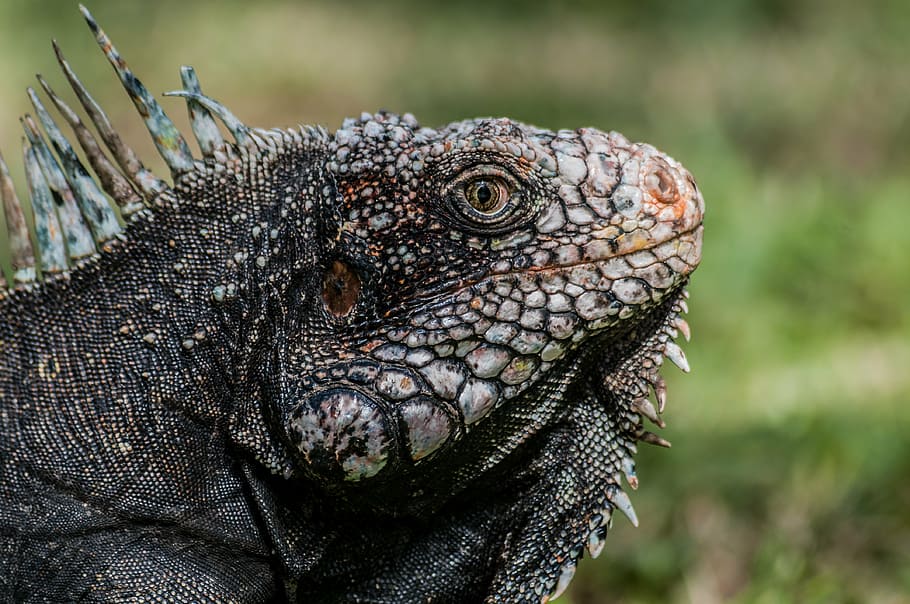 brown iguana, the lizard, animal, pangolin, animal themes, one animal HD wallpaper