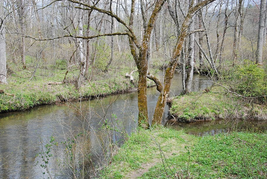 mountain, stream, river, tree, plant, water, tranquility, forest HD wallpaper
