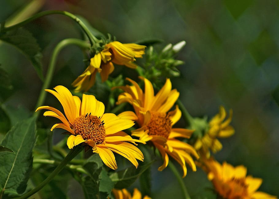 nature, spring, summer, flower, garden, plant, bloom, foliage HD wallpaper