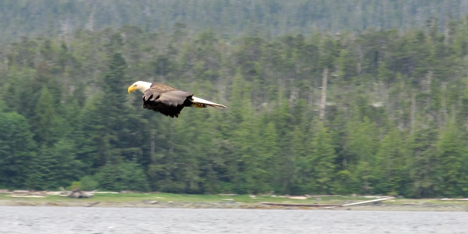 Eagle, Bald, Raptor, Predator, Wild, bird, leucocephalus, flight HD wallpaper
