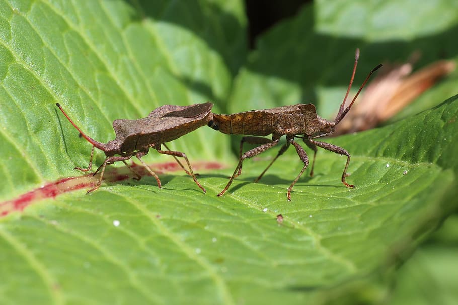 Leaf Bug, Pairing, Forest, Macro, close, insect, nature, animal HD wallpaper